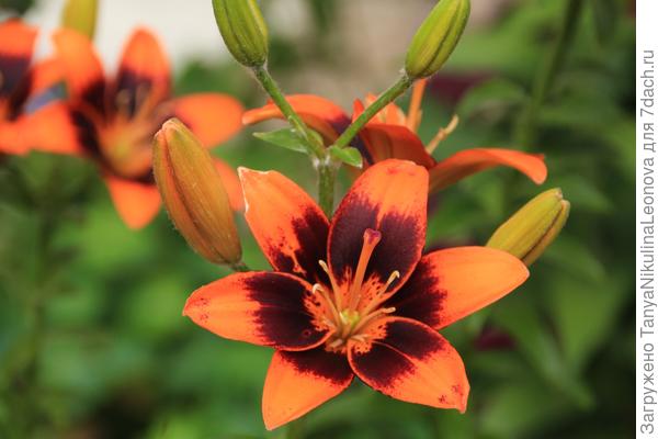 Яркая Изи самба