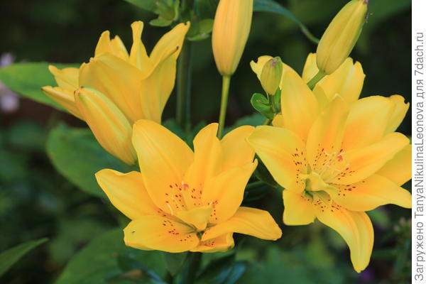 Популярная Фата Моргана