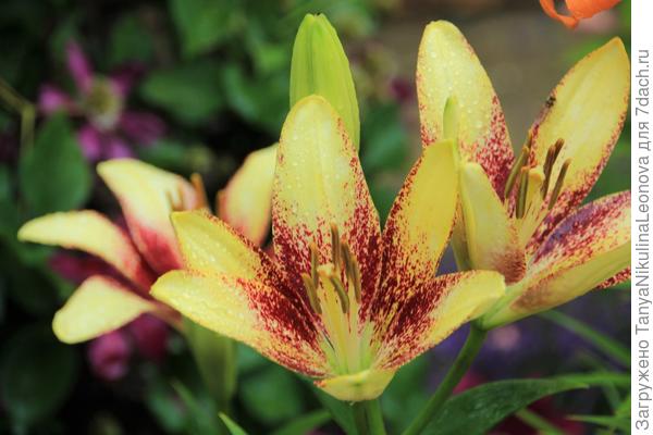 Из серии Танго