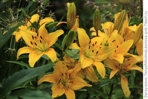 Жёлтенькие