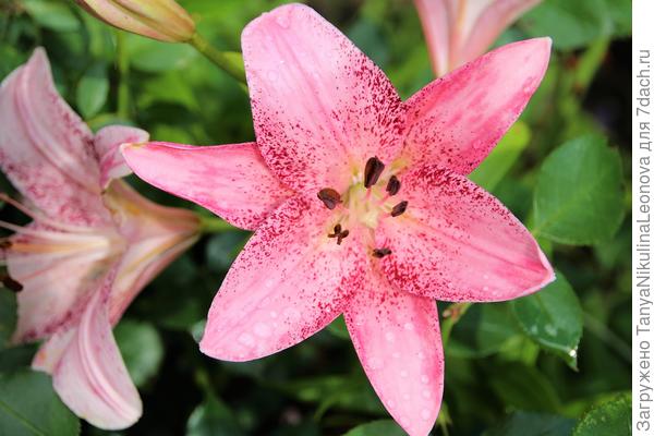 Коголетто азиатка