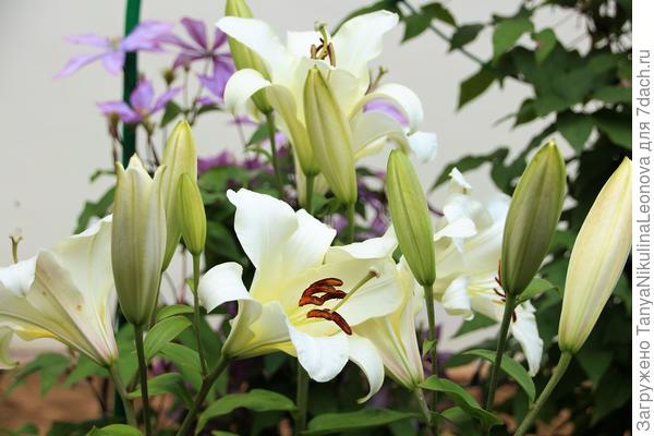 Претти Вумен