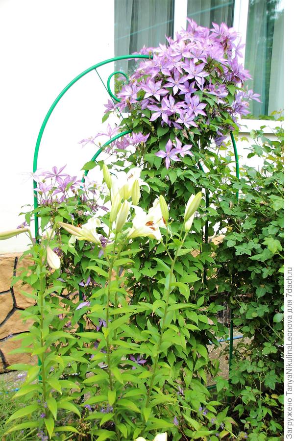 Претти Вумен ОТ + клематис