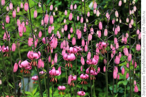 Саранки или лилия кудреватая