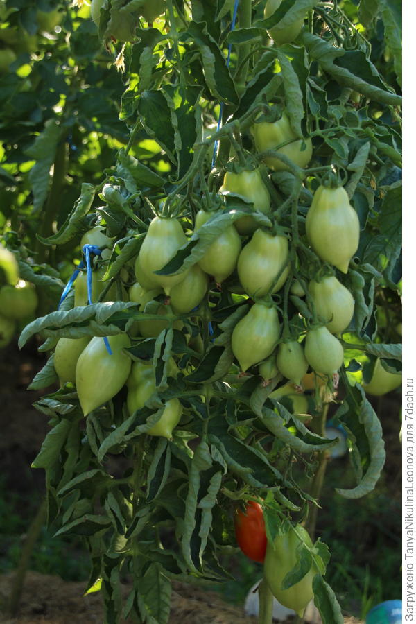 Пир на весь мир