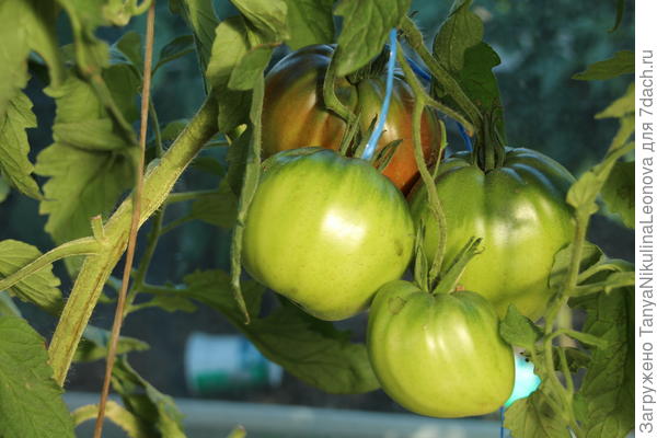 Чёрное сердце Бреда