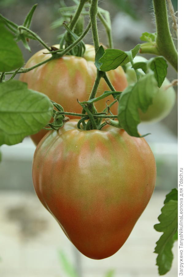 Любимый праздник очень похож на Орлиное сердце