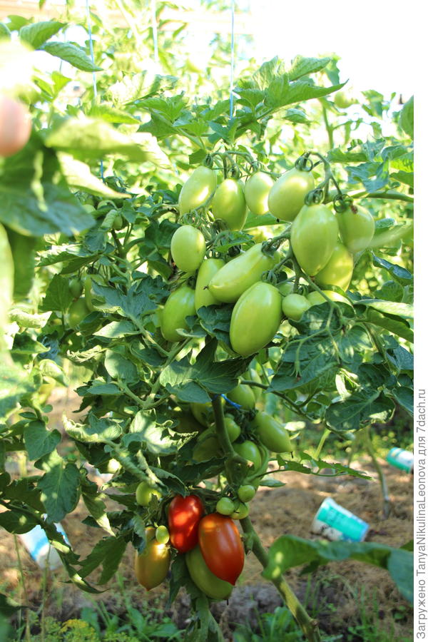 Непас с носиком