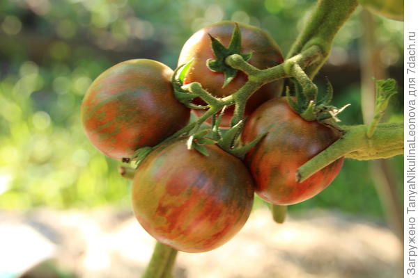 Цзы би ю, мелкие, сдадкие