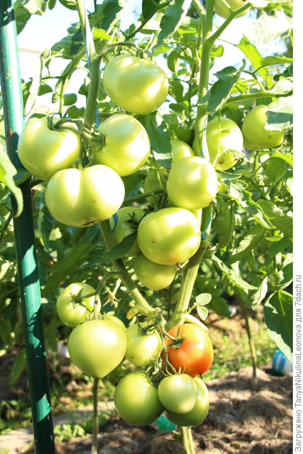 Ласковый миша