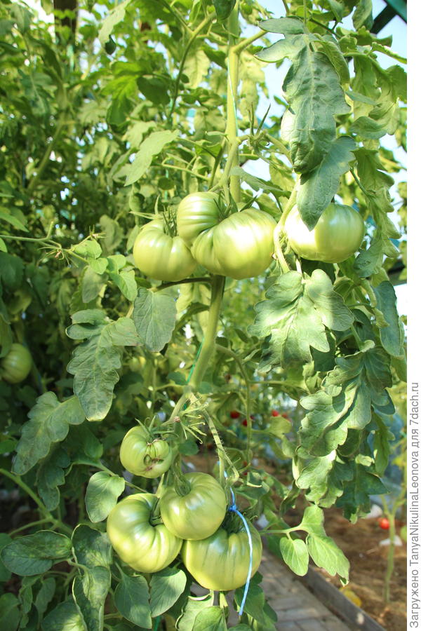 Японский Краб ещё только буреет...