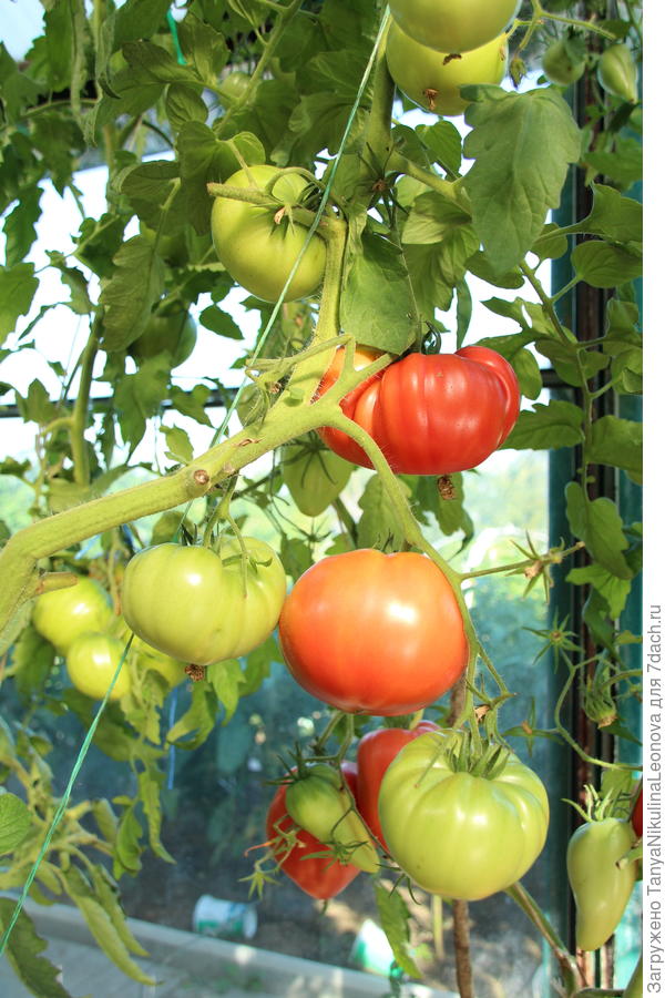 Гордость застолья