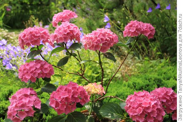 Крупнолистная в горшке