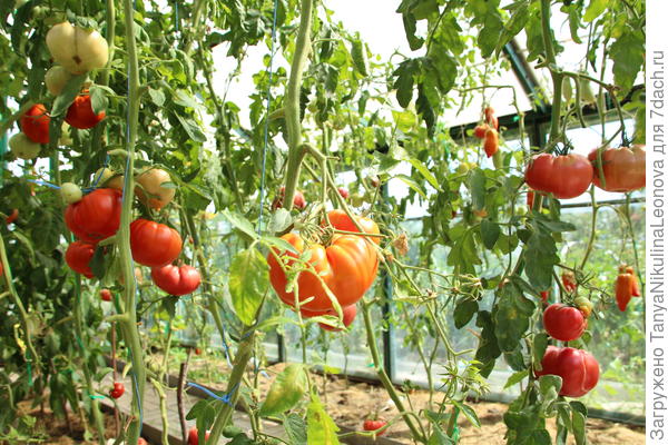 В теплице сборы движутся к завершению, но ещё есть...