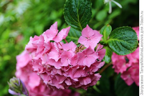 Крупнолистная