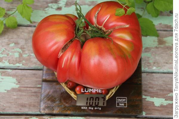 Японский краб . Вес в 1 кг взят!