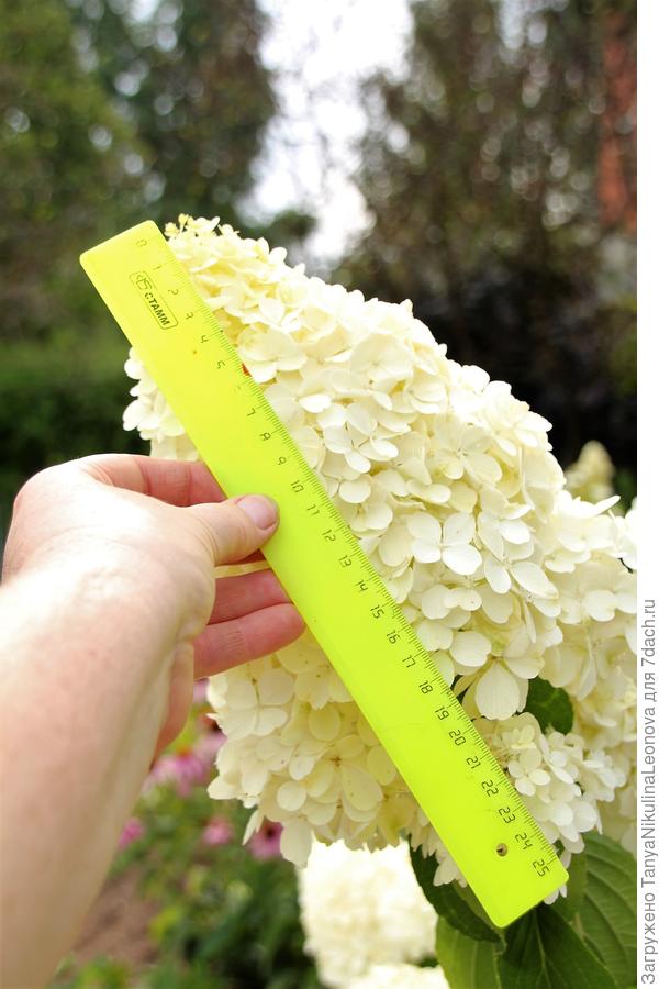 Полярный Мишка, крупные соцветия