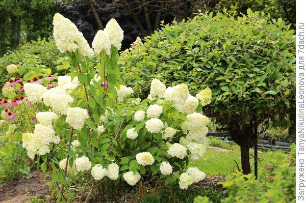 Полярный Мишка