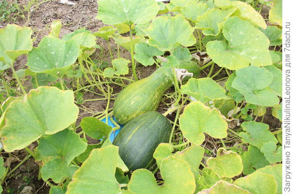 Тыква &quot;Витаминная&quot;