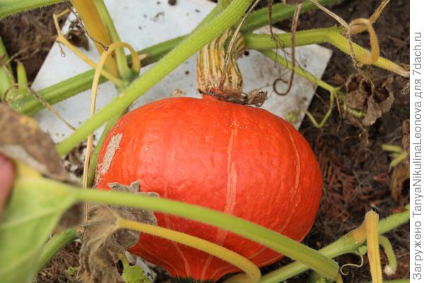 тыква