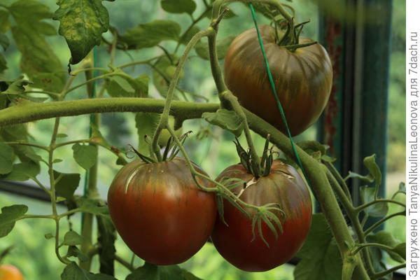 Чёрное сердце бреда