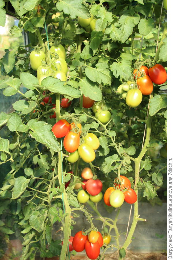 Великосветский хорош для консервирования