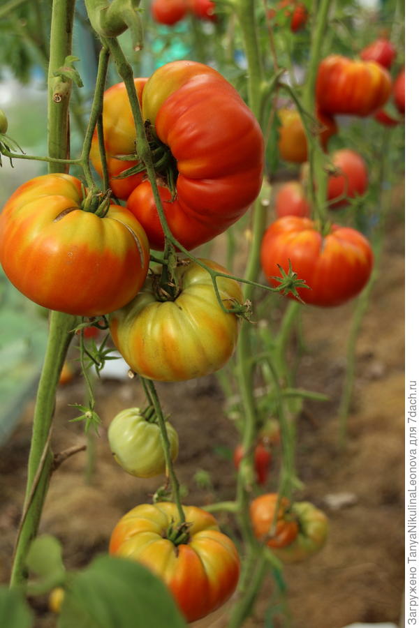 Андреевский сюрприз