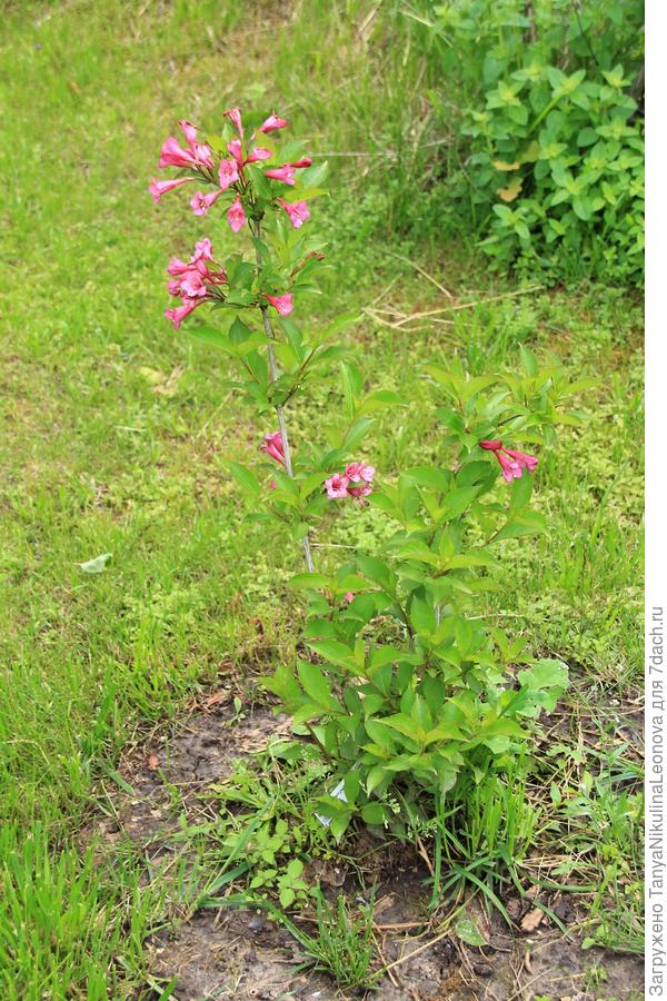 Вейгела Ред принцесс