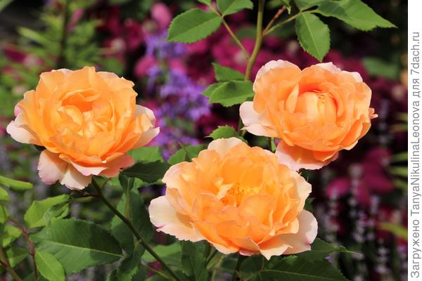 С Днём рождения!