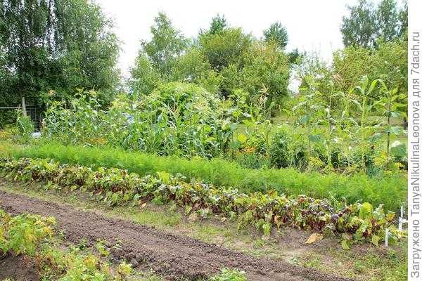 Кукуруза в 2020