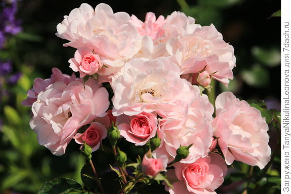 Ещё тебе букетик с моей клумбы ! (&amp;quot;Боника&amp;quot;)