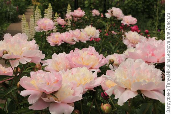 С Днем рождения!