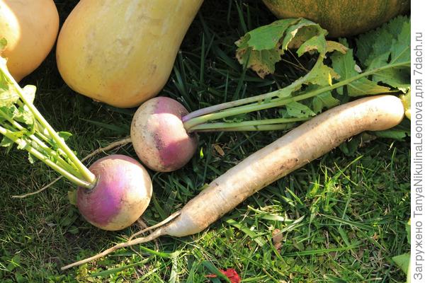 Дайкон и репа "Внучка"