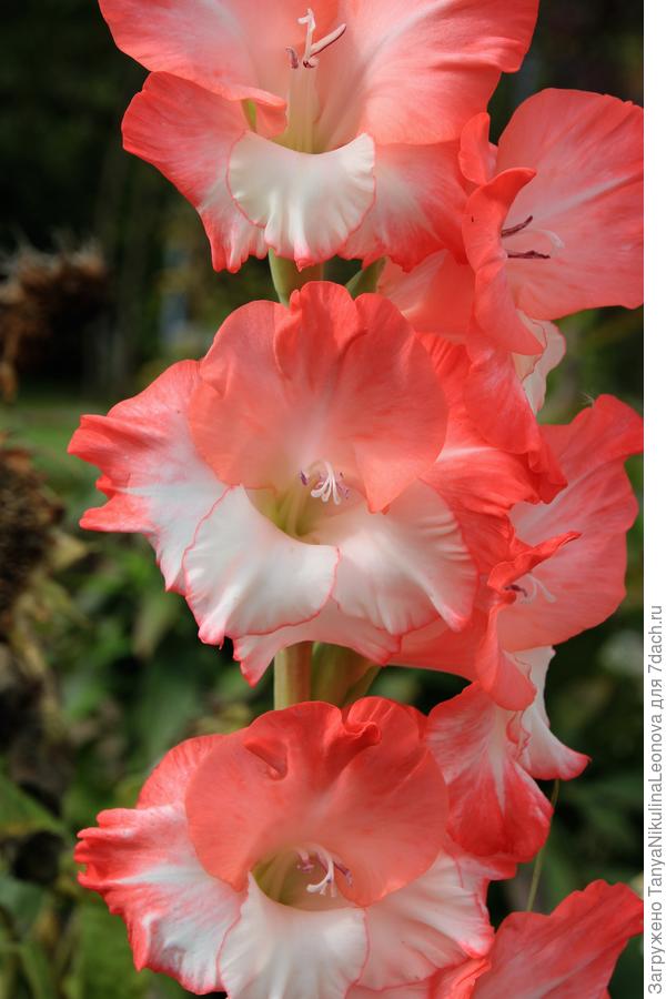 Двухцветный