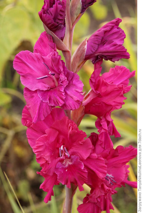 Яркий &quot;Павел Чумарин&quot;