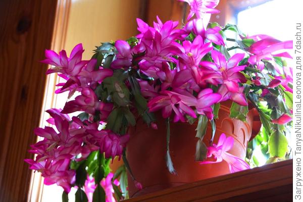 Стоит на самом холодном окошке