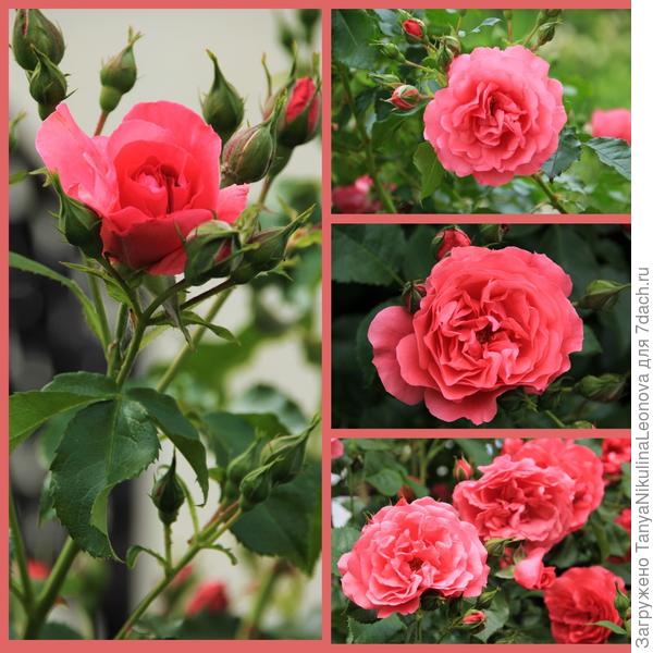 Роза Rosarium Uetersen