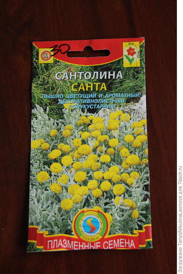 Показать Картинку Сантолину