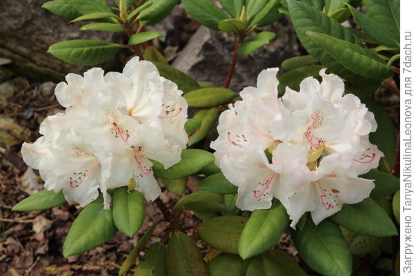 Ещё есть гибридный &quot;Симона&quot;