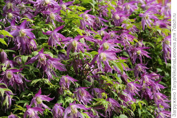 Княжик &quot;Блю Бёд&quot;