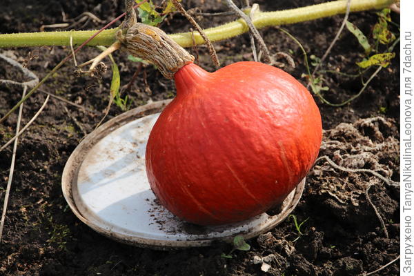 &quot;Детвора&quot;