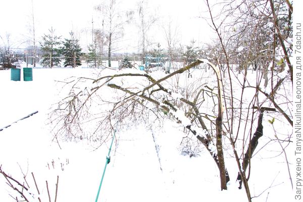 калина