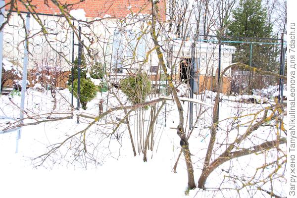 калина