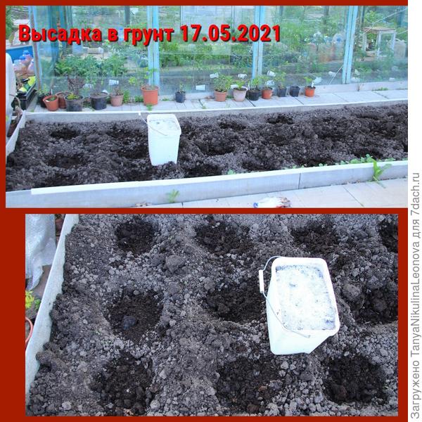 высадка в грунт