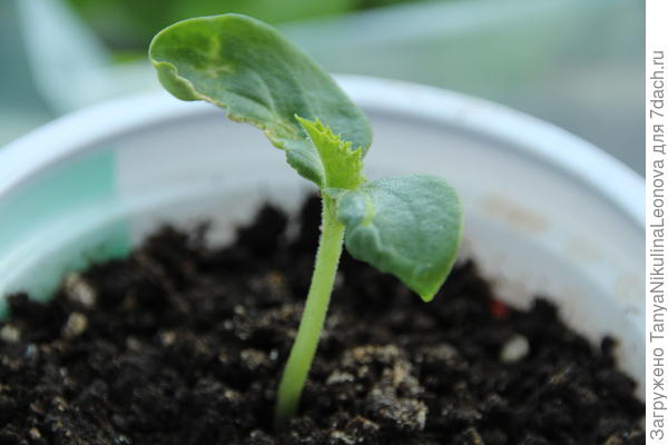 26.04.2021 настоящий лист