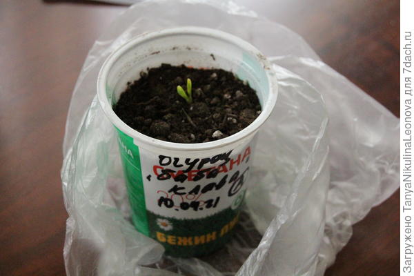 30.04.2021 второй всход