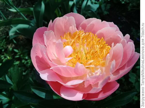 Сегодня в твою честь распустился коралловый пион)))