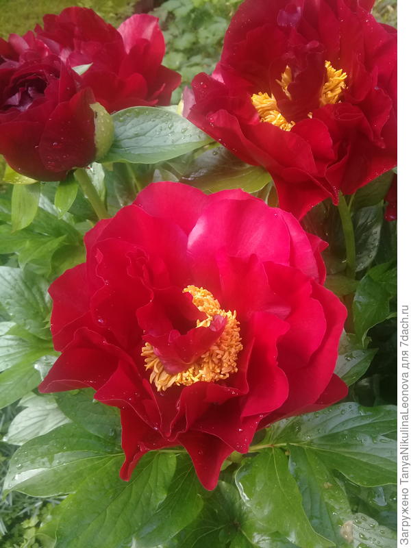 В твою честь , такой же восхитительный и яркий, Макинак Гранд)))