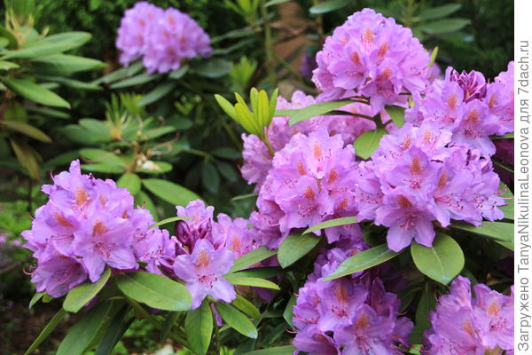Катевбинский рододендрон
