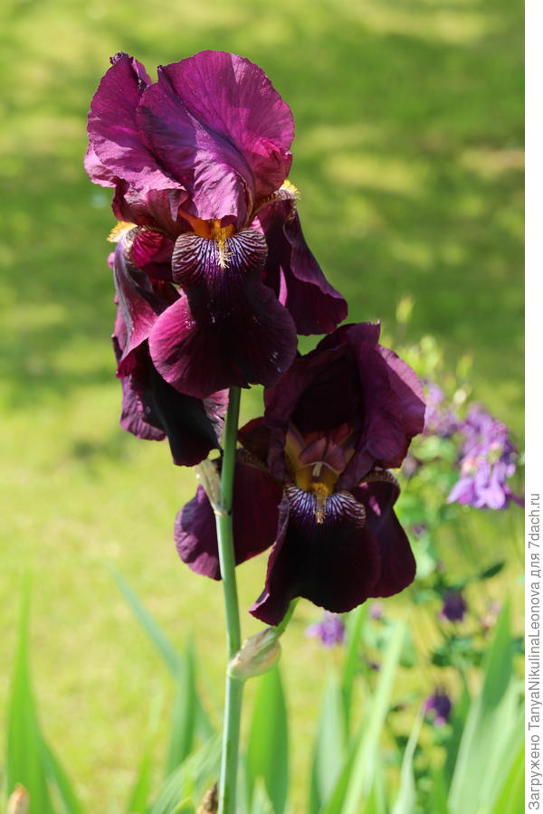 Чернильный